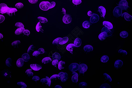 漂浮在深暗海洋中的紫色水母水下野生图片