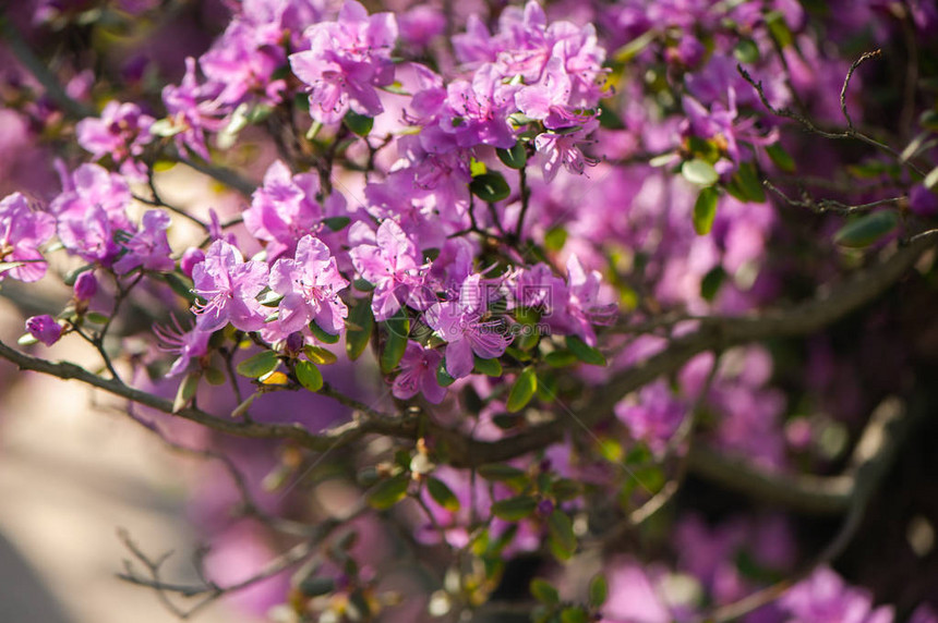 Rhododendron粉红色图片