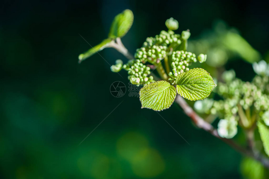 春背景轻绿色调中的青绿色树叶植物图片