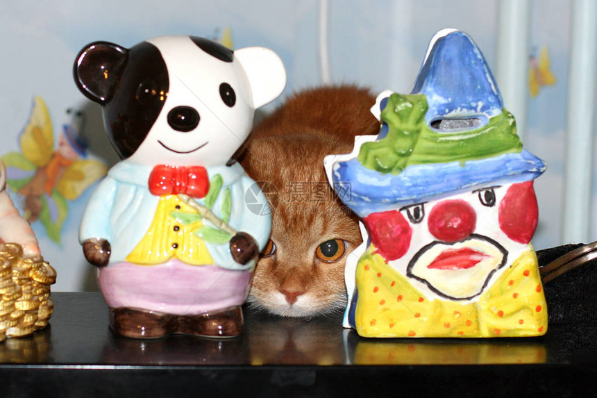 姜猫躲在两个玩具后面向外张望图片