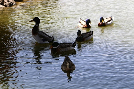 鸭子正坐在湖边有淡水图片