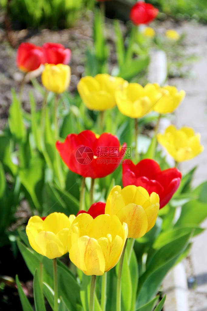 四月花坛上的郁金香黄红相间公园里种着红色和黄色的郁金香春天的花园在花坛的五颜六色的郁金图片