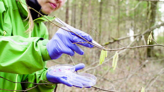 森林中的生态科学家用镊子采集桦树种子样本图片