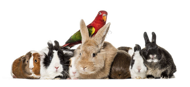 兔子几内亚猪和闲聊的独轮鹦鹉坐在图片