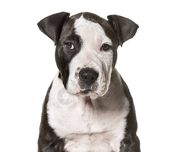 美国斯塔福德郡Terrier小狗3个月图片