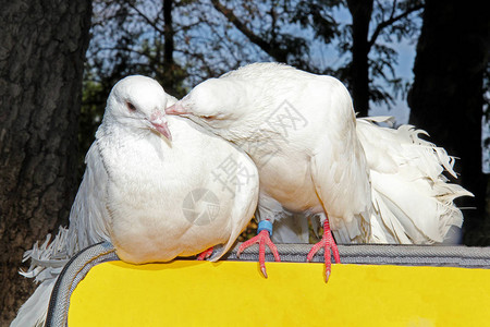 两只白鸽子的吻坐在黄图片