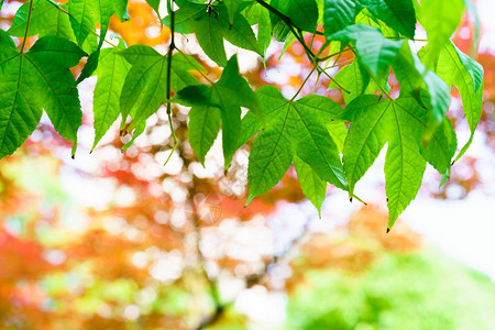 绿色叶树红色和黄色叶背图片