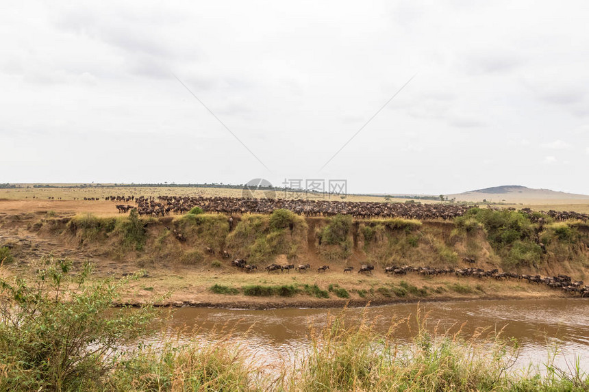 肯尼亚马拉河MaraRive图片