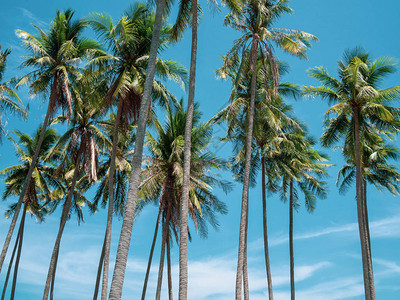夏季蓝天空的椰子棕榈树美图片