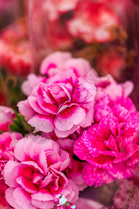 花束中的粉红色灌木康乃馨图片