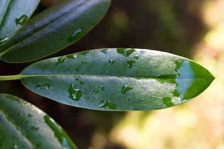 雨后叶子上的水图片