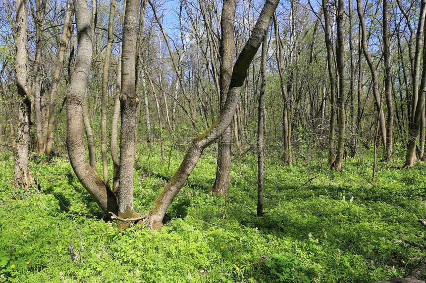 绿色深林中的春天景观图片