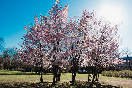 盛开的樱桃树枝春天俄罗斯图片