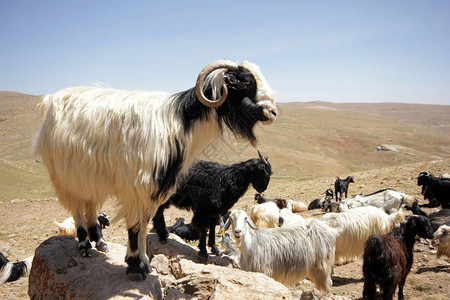 放牧的山羊图片
