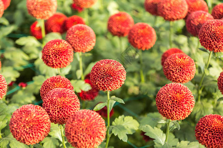 鲜花鲜花菊菊花壁纸图片