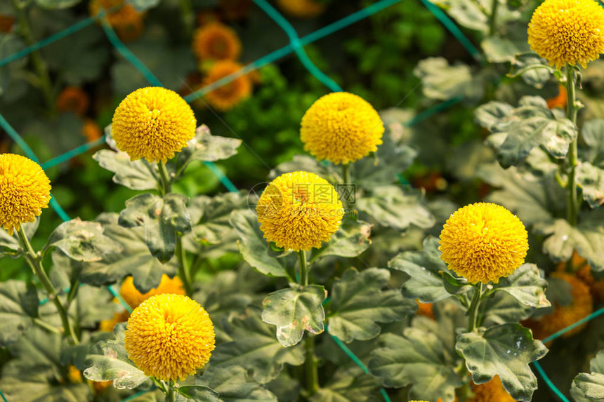 鲜花鲜花菊菊花壁纸图片