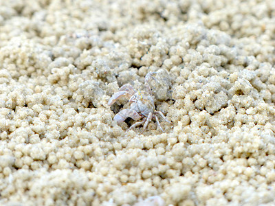 小鬼蟹在沙子里挖洞图片