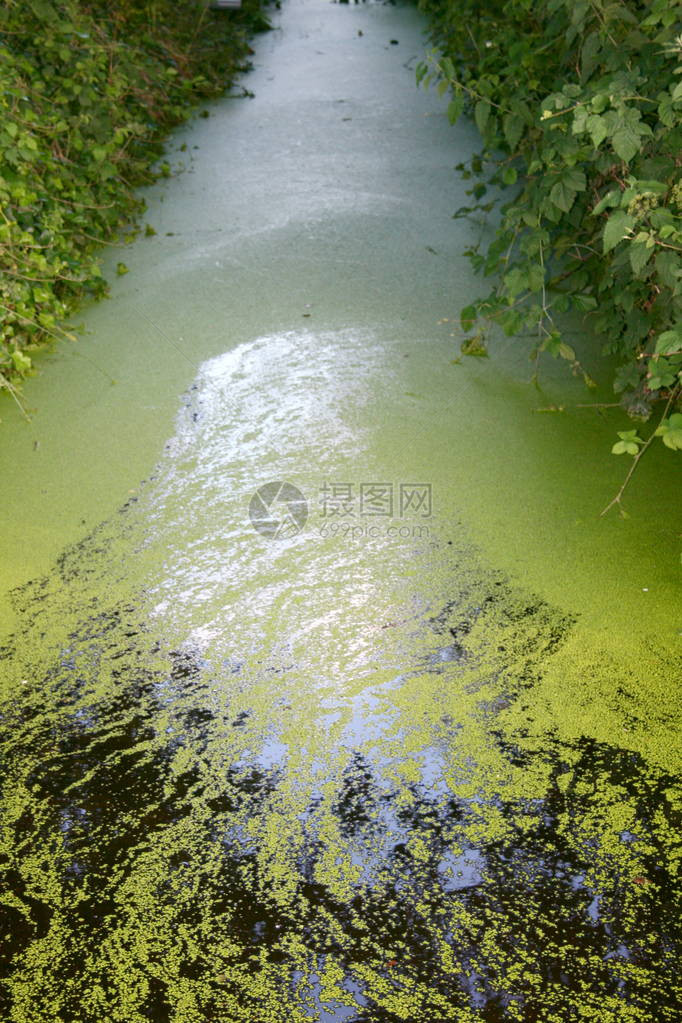 部分被浮萍覆盖的河道图片