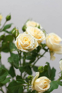 一丛淡黄色的玫瑰背景图片