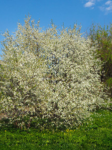 春天的樱花树在阳光明媚的一图片