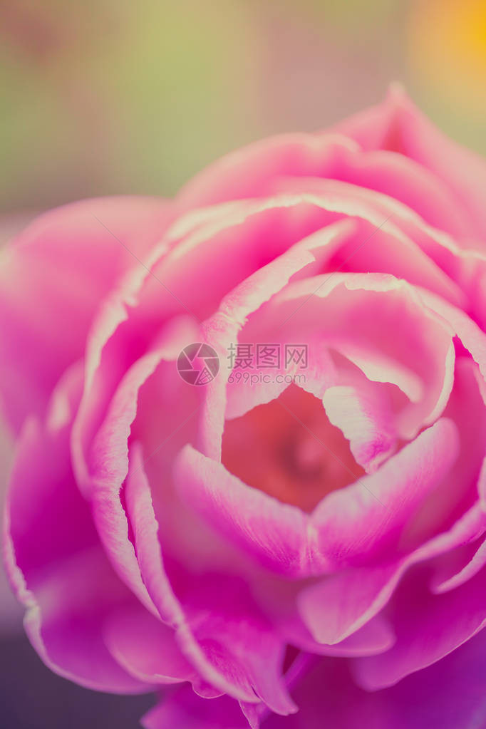 粉红郁金花将春园的图像关闭深浅的田图片