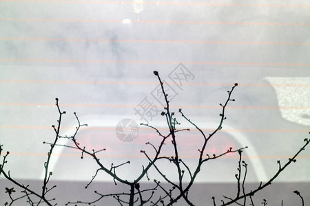 春天汽车后窗的树木反射季节自然背图片