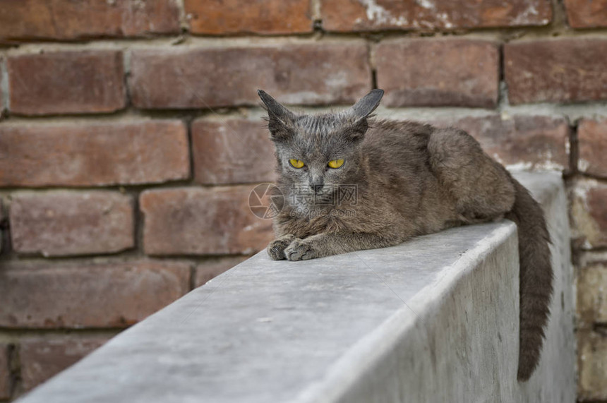 美丽的外星猫眼泪悲伤的目光坐在砖图片