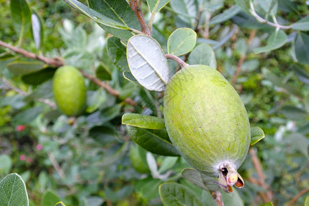 Feijoa果园食图片