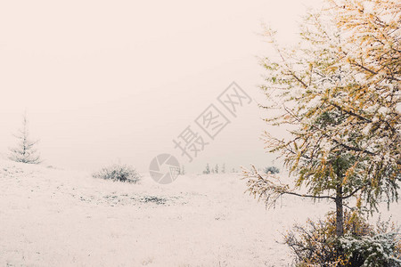 沙漠中的第一场雪下的枞树背景图片