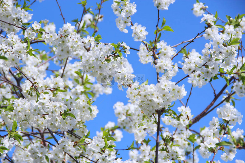 春天盛开的樱花树春天的樱花樱桃树图片