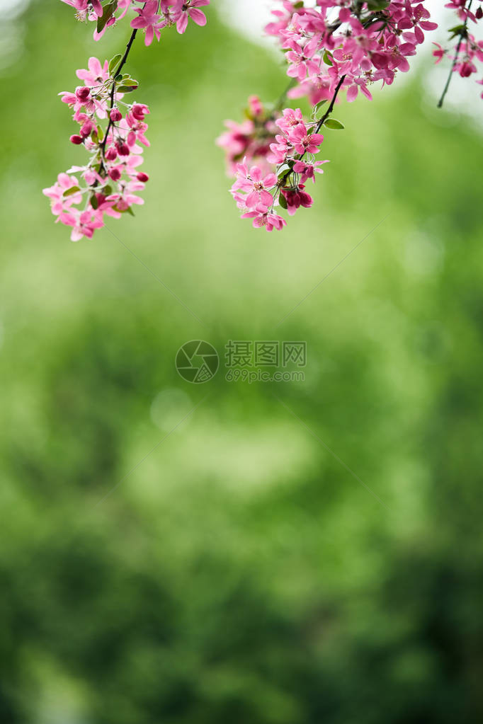 近距离拍摄绿色天然背景的美丽粉图片