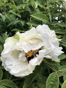 花园里有像白树一样图片