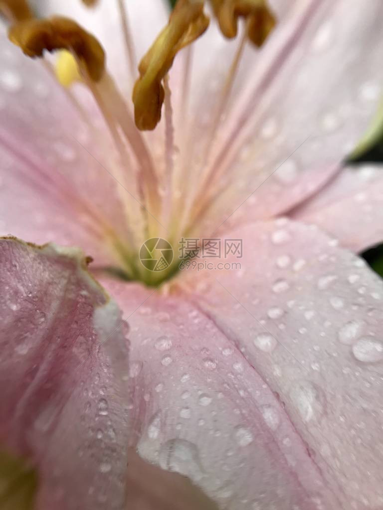 雨后花园里的娇嫩百合花图片