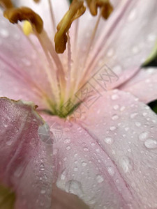雨后花园里的娇嫩百合花图片