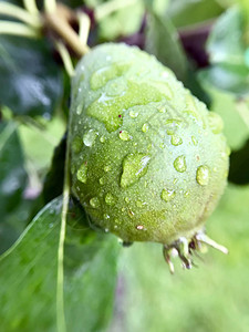 雨后花园树枝上的梨图片