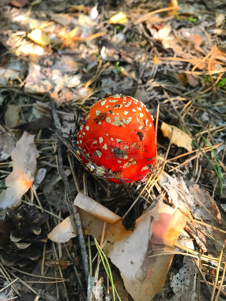 秋天在森林中生图片