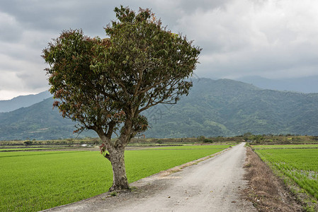 路边有一棵树的乡村景观图片