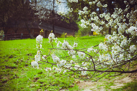 早春的树木开花图片