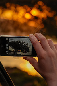 通过电话屏幕拍摄一棵树的照片聚焦于前景图片