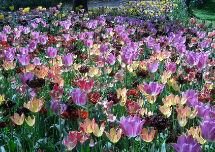 紫色郁金香Tulipagesnerian图片