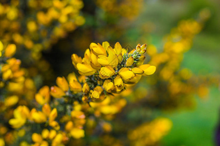 覆盖着黄色花朵的金雀花灌木的特写照片图片