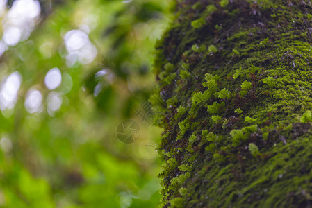 天然的绿色木材背景图片