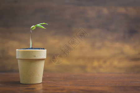 绿芽在木质背景幼苗和植物的盆中生长图片