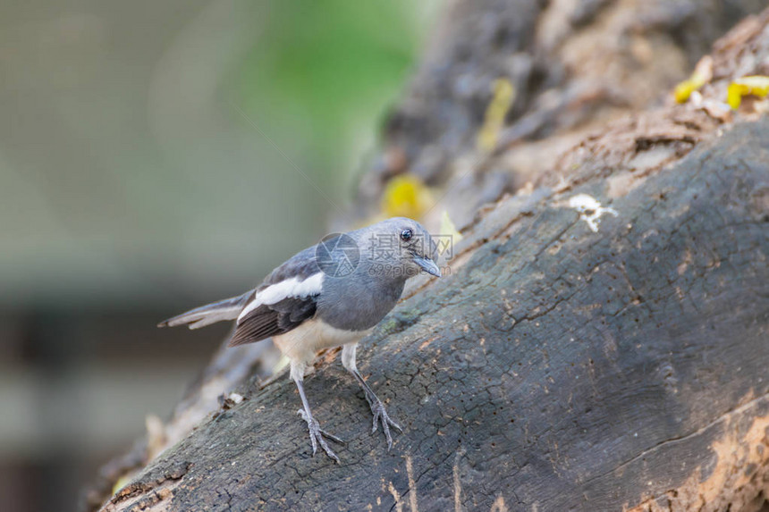 雌黑灰色和白色女鸟东方马皮或Copsycutussaulalis在自然图片
