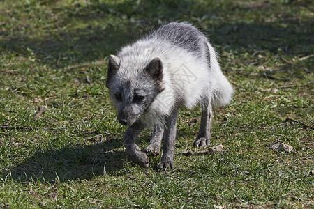 夏季自然栖息地中的北极狐图片