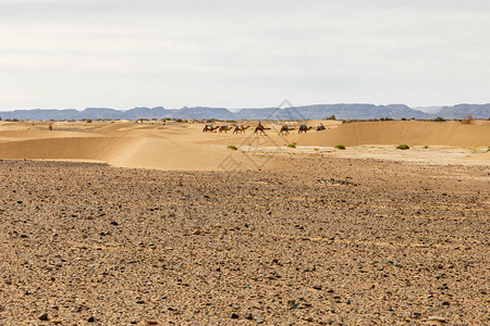 撒哈拉沙漠中的骆驼大图片