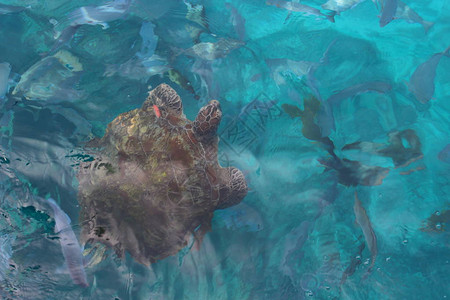 西米兰群岛附近的安达曼海自然界图片