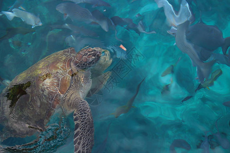 大海中的大海龟图片