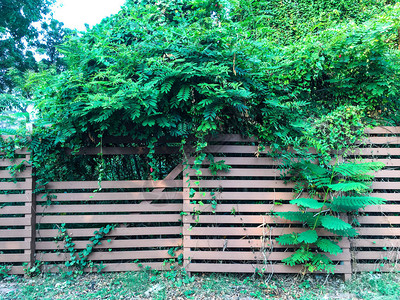 花园木栅栏上的植物图片