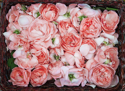 篮子中的玫瑰茶花瓣图片